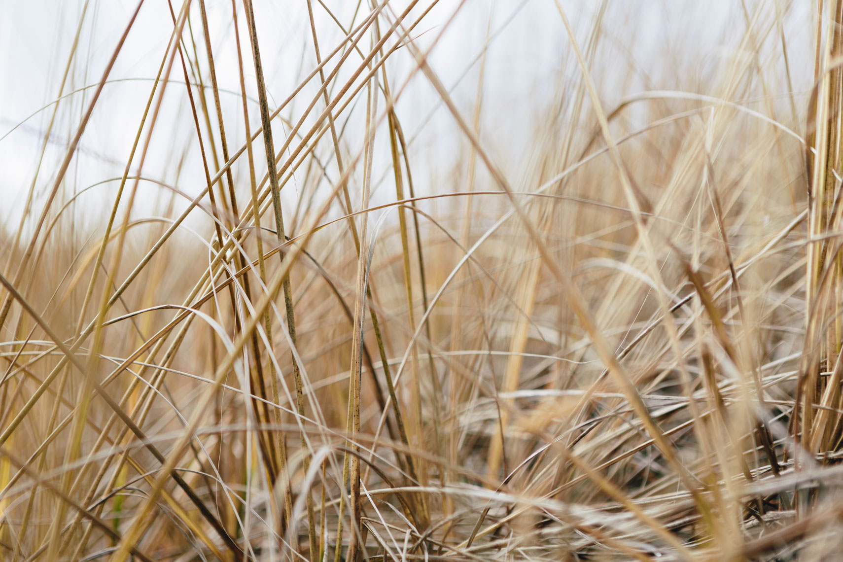 20130201_willow_13016