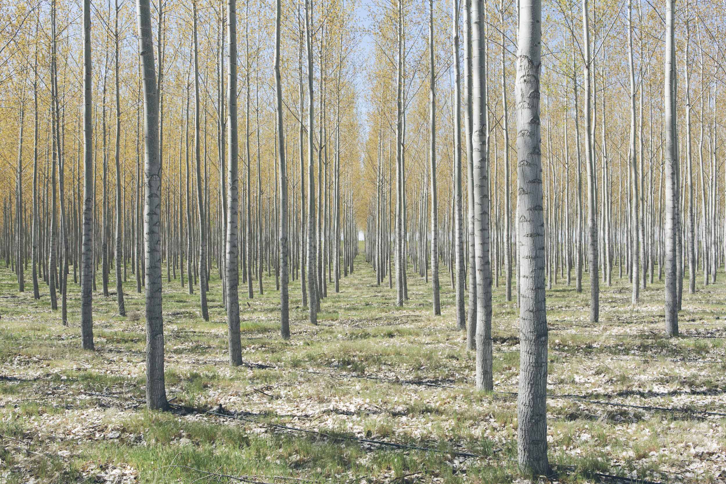20130416_treefarm_15472