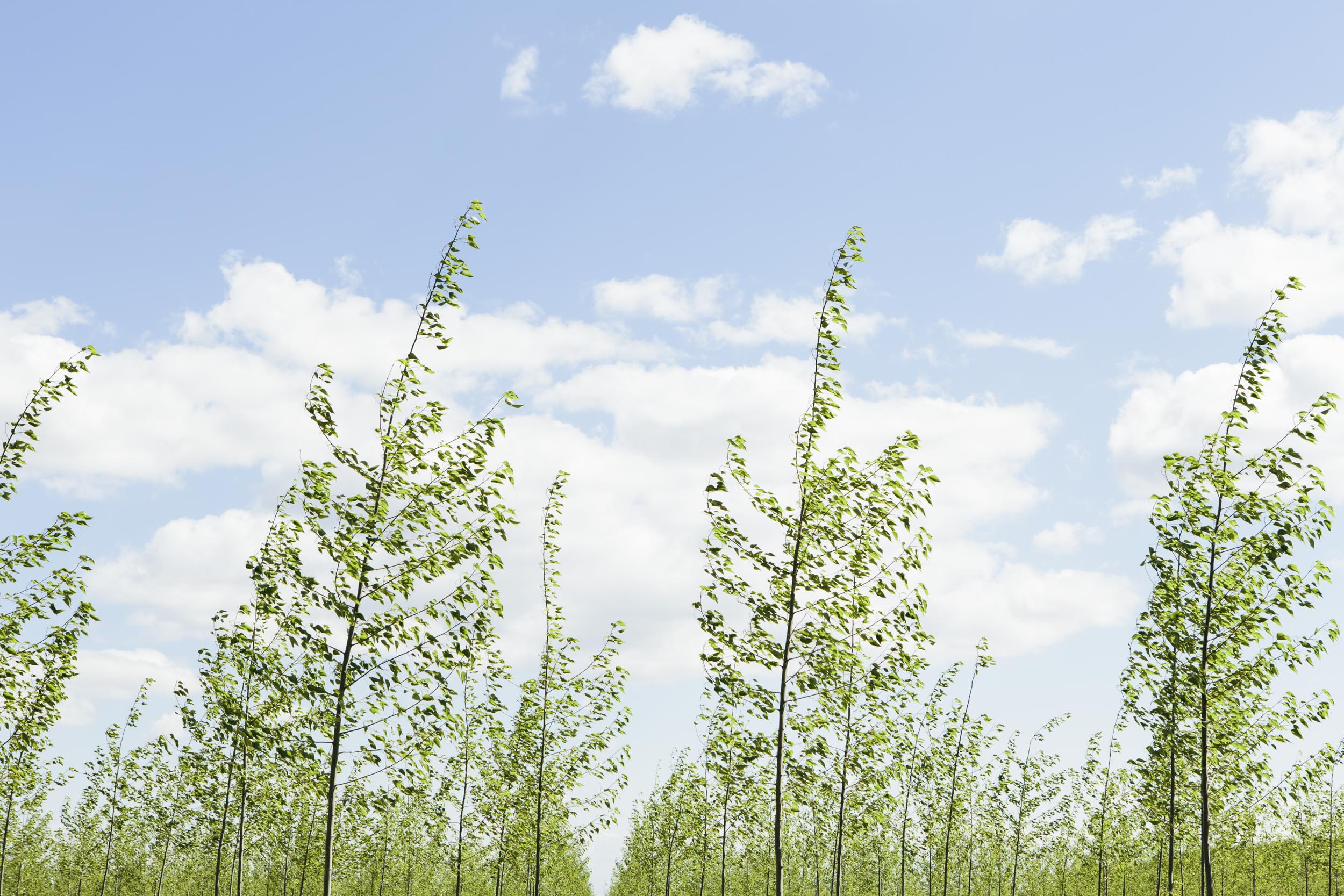 20130416_treefarm_15534