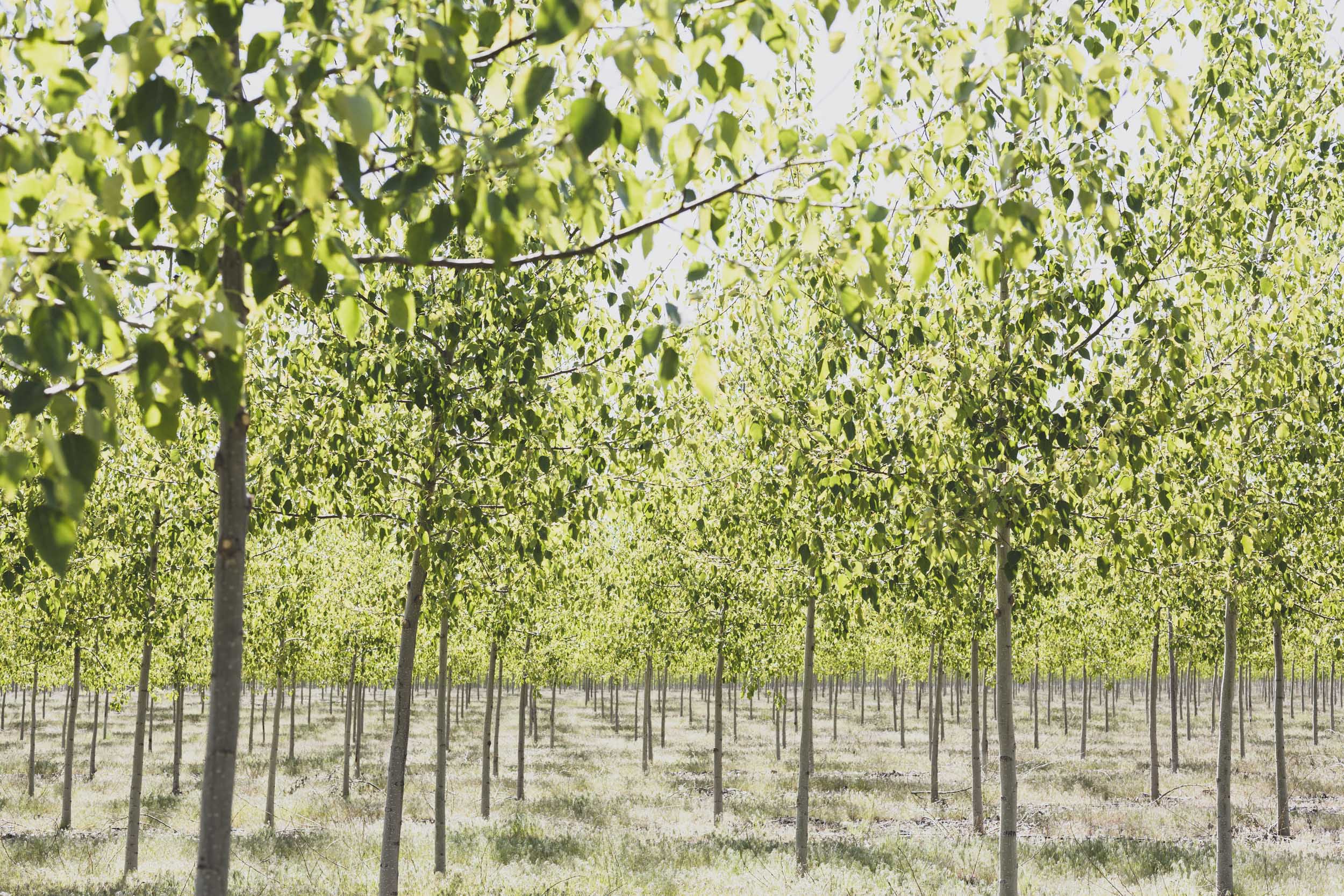 Tree farm