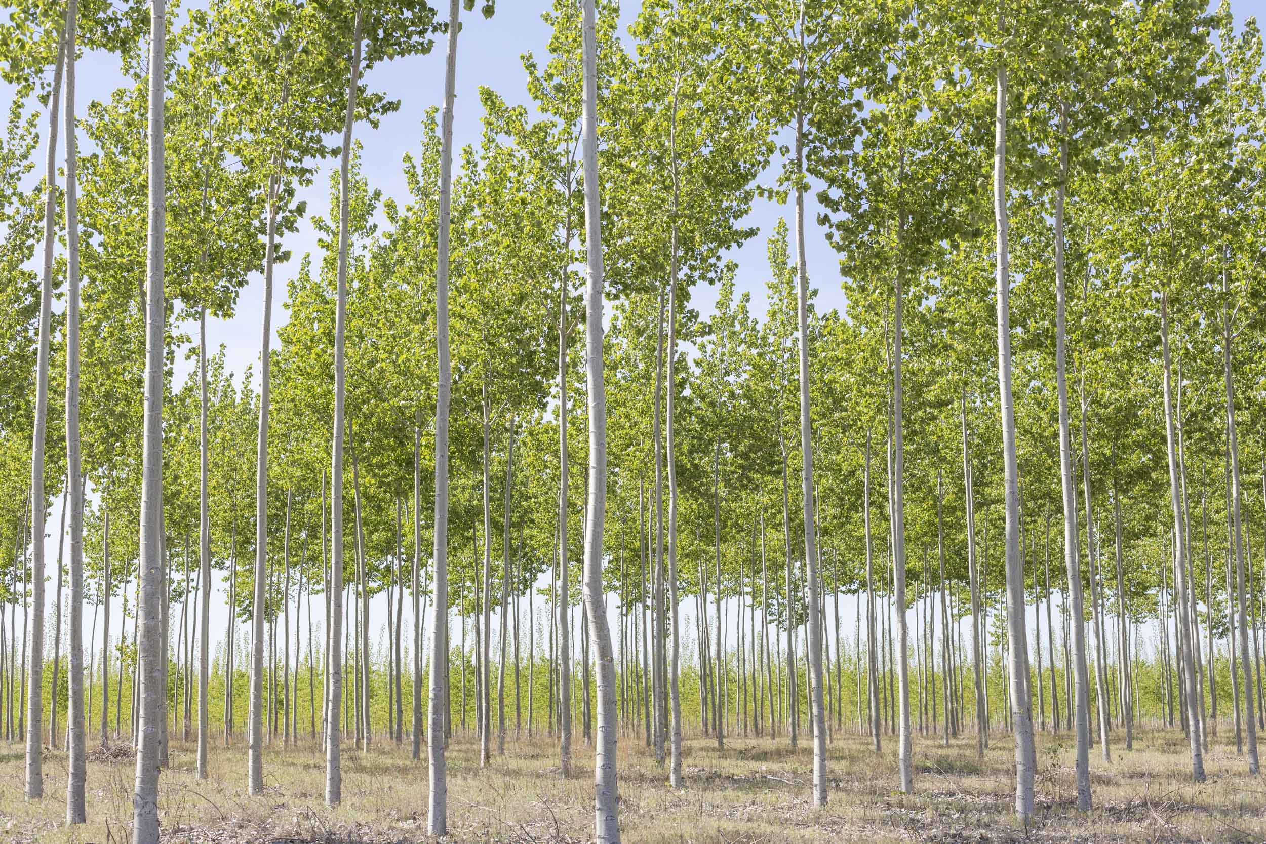 Tree farm