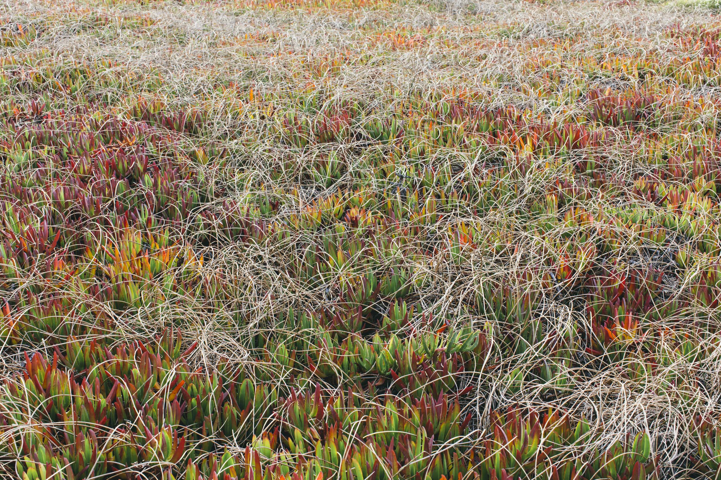 20181010_pointreyes_22915