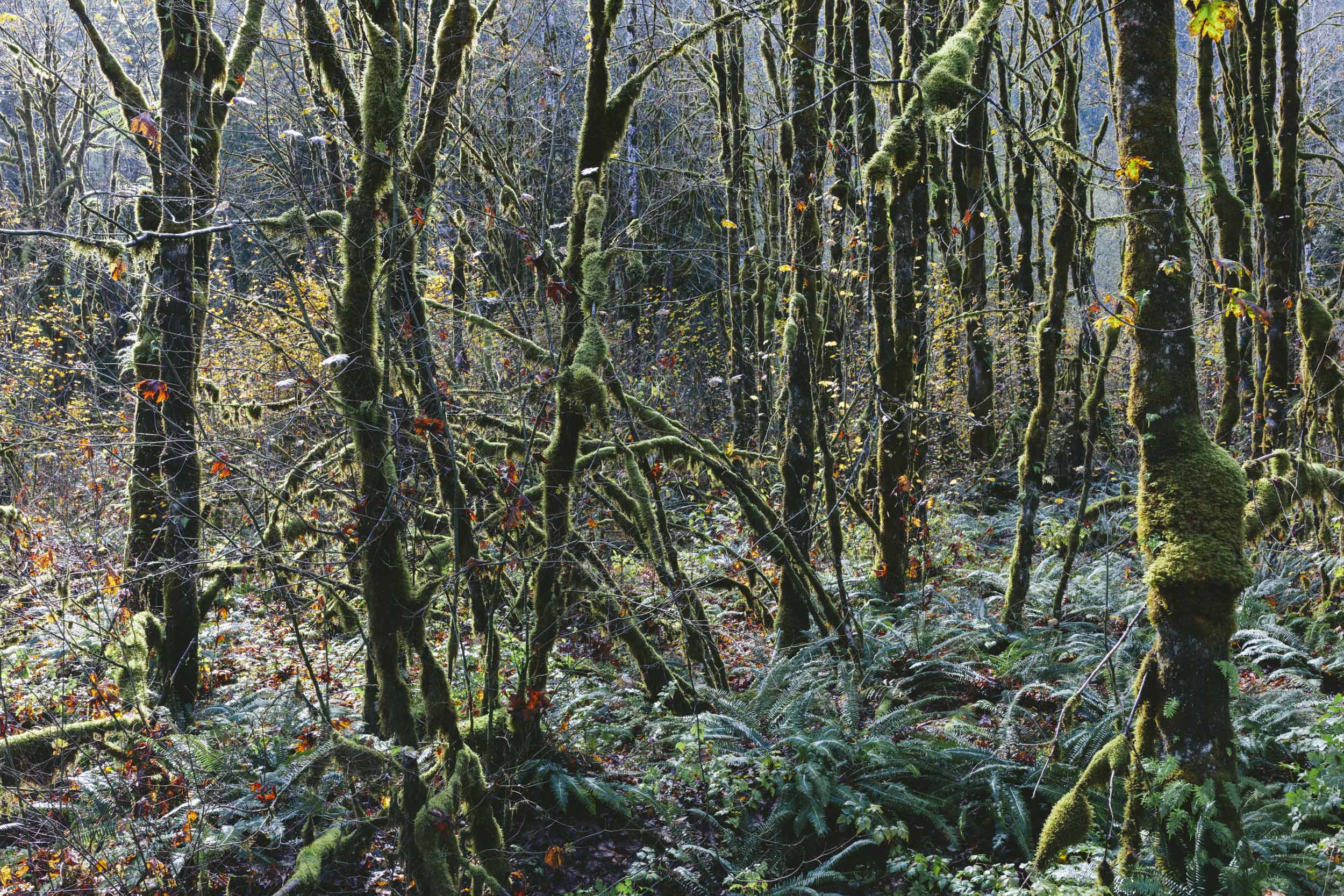 20191009_middlefork_32865